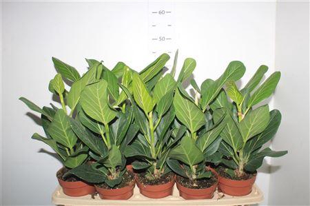 <h4>Ficus Beng Audrey</h4>