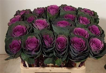 <h4>Brass Red Crane</h4>