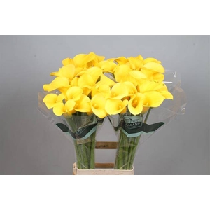 Calla Goldcup Kallaland