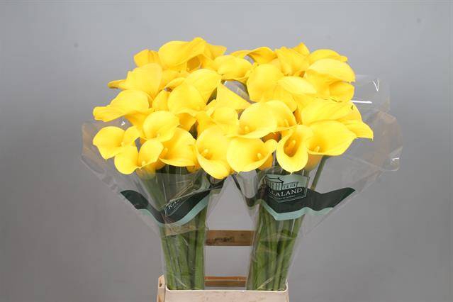 <h4>Calla Goldcup Kallaland</h4>