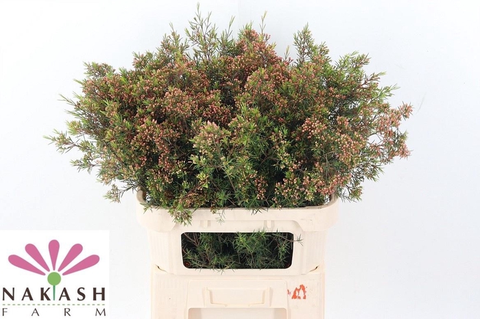 <h4>CHAME UN VEGA BLAD</h4>