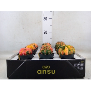 Gymnocalycium mihanov. 'Japan'  mix