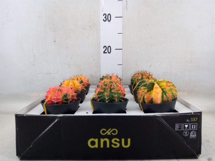 <h4>Gymnocalycium mihanov. 'Japan'  mix</h4>