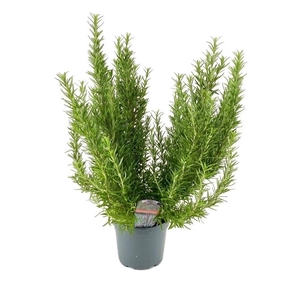 Rosmarinus officinalis