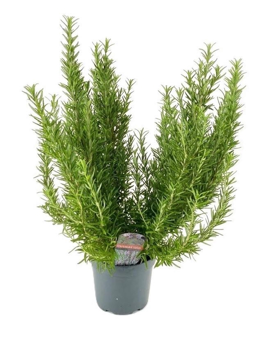 <h4>Rosmarinus officinalis</h4>