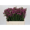 Limonium sinuatum Rosa Sun Birds