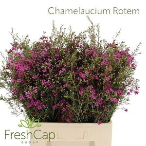 Chamelaucium Rotem