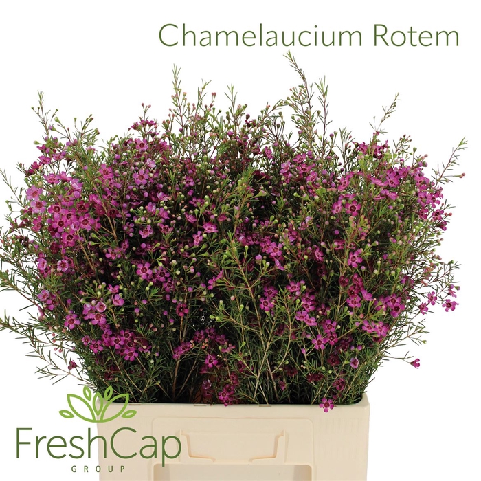 <h4>Chamelaucium Rotem</h4>