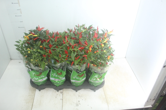 <h4>PIMENTA P14</h4>