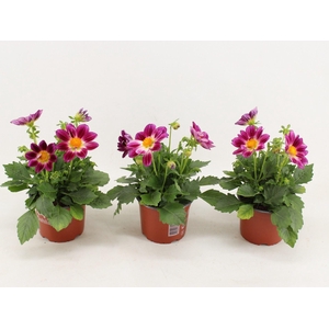 Dahlia (Miscellaneous Grp) Summerbe