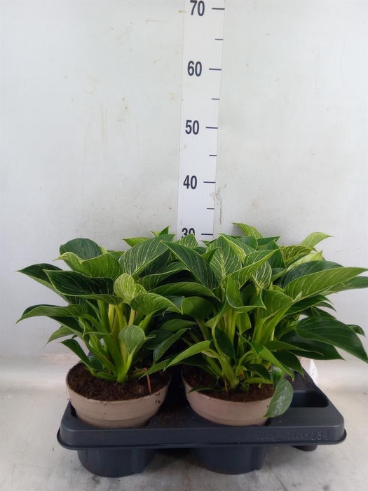 <h4>Philodendron   ...</h4>