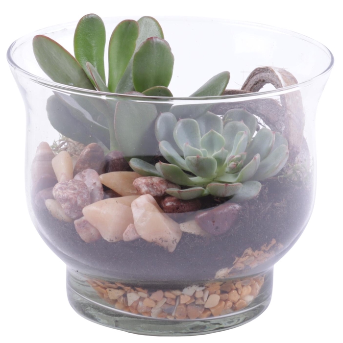 <h4>Yearround Arr. Succulent Glass Tulip Vase Ø16cm 2PP</h4>