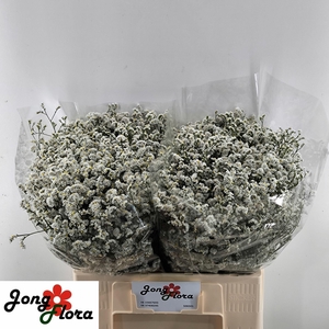 LIM SIN MOUNTAIN DIA