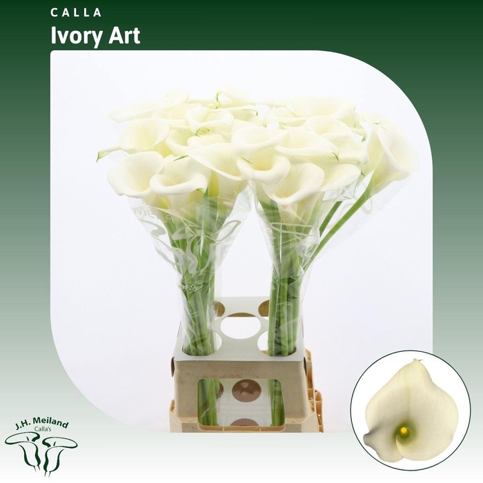 <h4>Calla Ivory Art</h4>