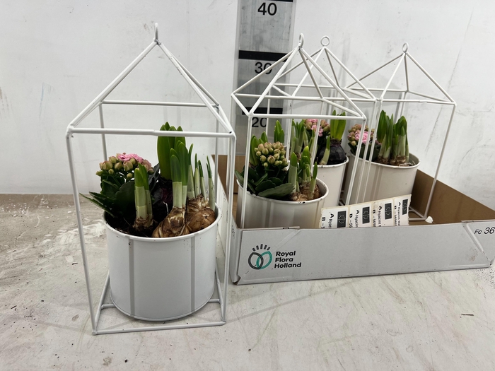 <h4>ARR BOL KNOLGEWAS</h4>