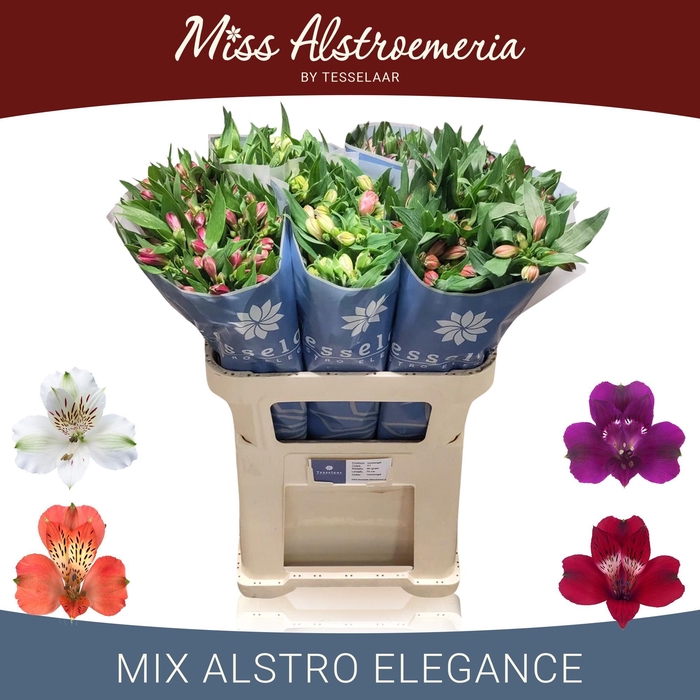 <h4>ALSTR GEM IN FUST</h4>