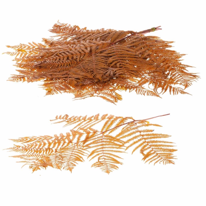 <h4>Bracken Fern Preserved 10pc Yellow</h4>