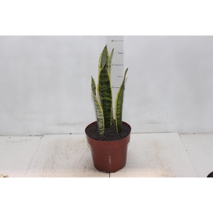 SANSEVIERIA VARIADA P17