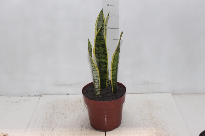 <h4>SANSEVIERIA VARIADA P17</h4>