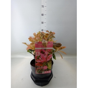 Photinia serratifolia 'Pink Crispy'