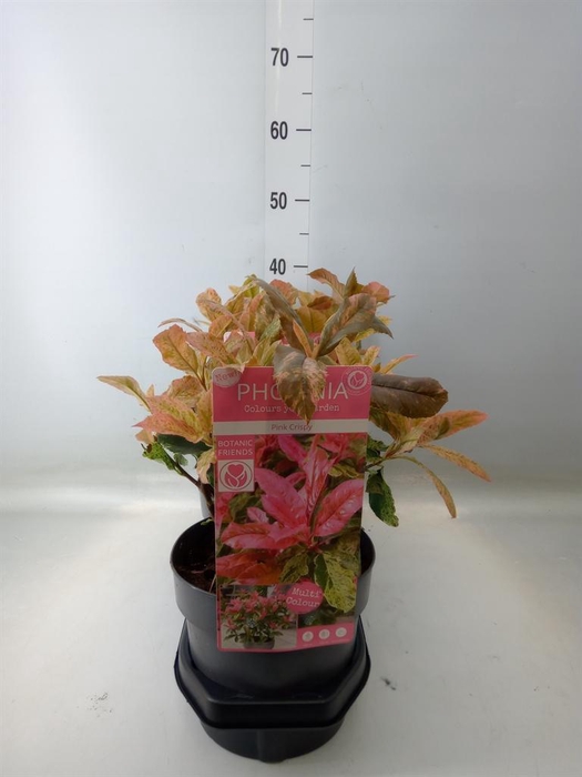 <h4>Photinia serratifolia 'Pink Crispy'</h4>