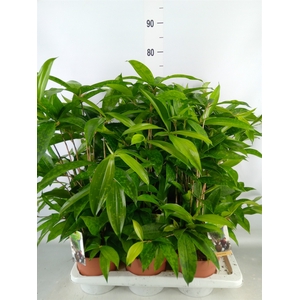 Dracaena surculosa
