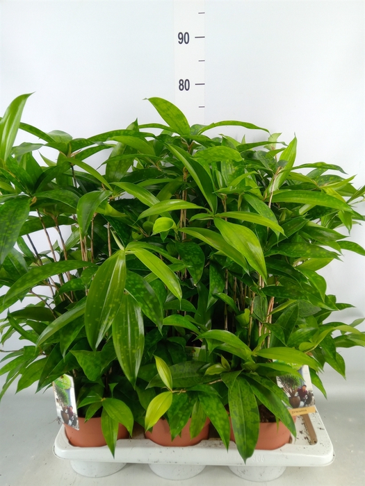 <h4>Dracaena surculosa</h4>