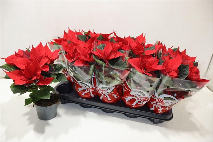 <h4>Euphor P Chr F Red</h4>