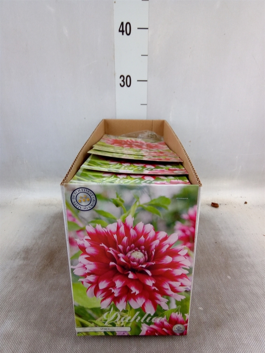 <h4>Dahlia   ...flowerbulbs</h4>