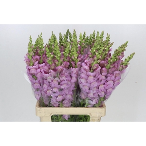 Antirrhinum Potomac Lavender