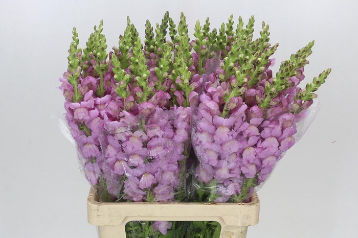 <h4>Antirrhinum Potomac Lavender</h4>