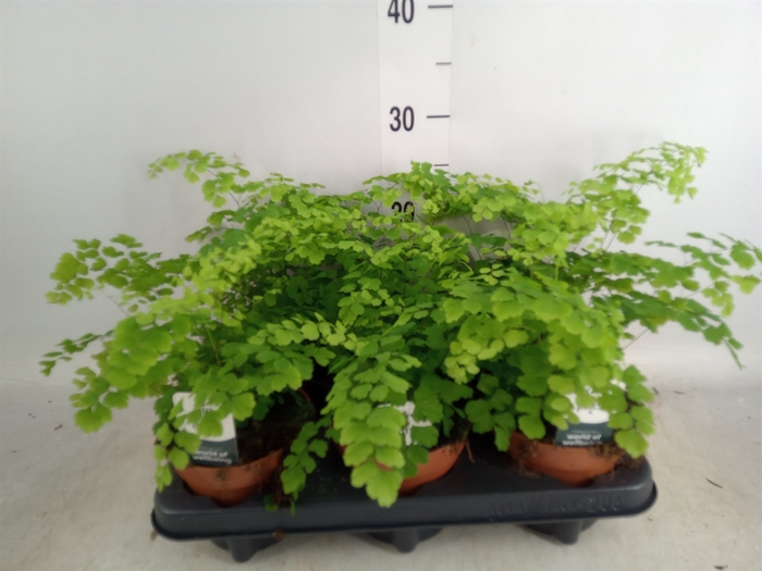 <h4>Adiantum raddi. 'Fragrans'</h4>