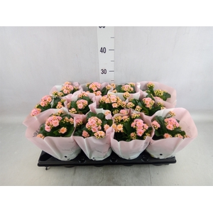 Kalanchoe   ...