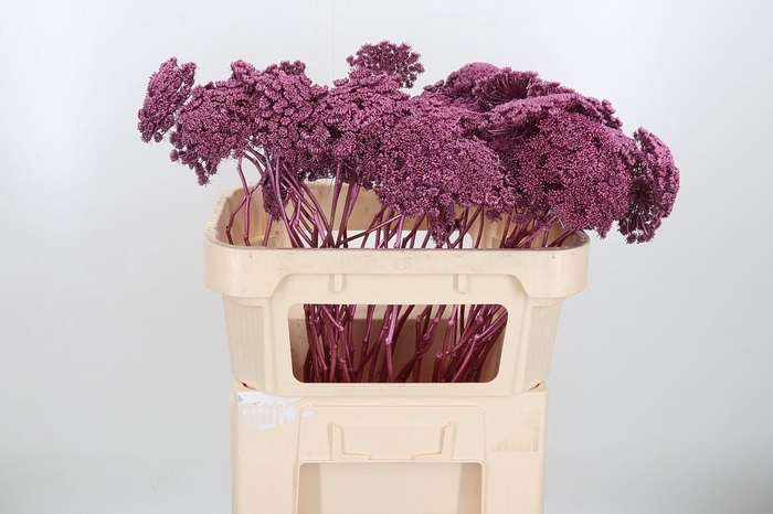 <h4>Ammi Zaad Kl Bh Metallic Rose</h4>