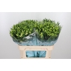 Alstroemeria White Pearls 90 Gram