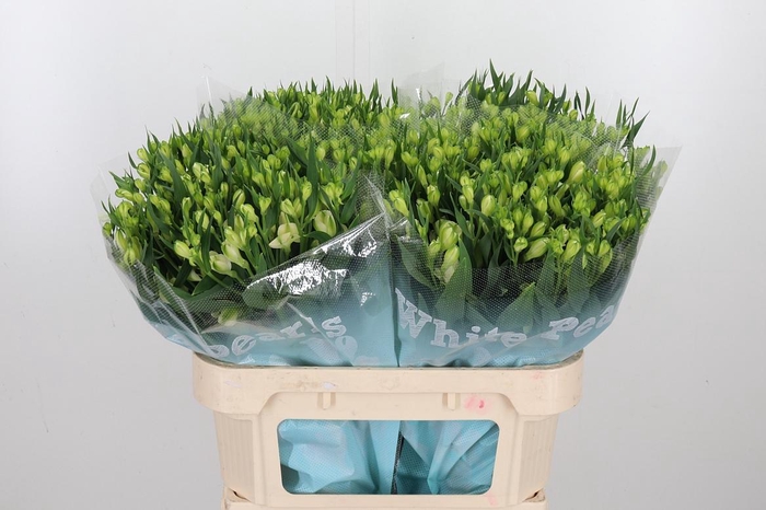 Alstroemeria White Pearls 90 Gram