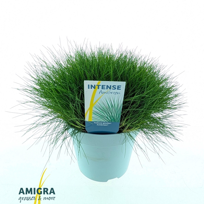 <h4>Festuca gautieri AmiGreenĀ®</h4>