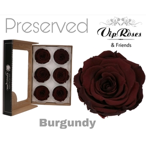 R Preserved Burgundy