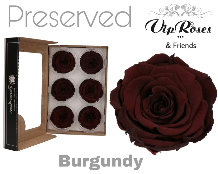 <h4>R PRESERVED BURGUNDY</h4>
