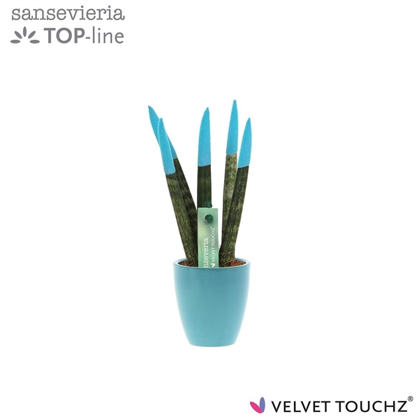 <h4>Sansevieria VELVET TOUCHZ® Aqua in keramiek Osaka</h4>