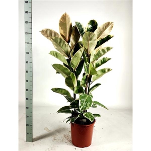 Ficus elastica 'Tineke' Toef 135cm