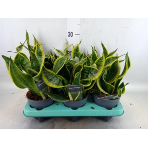 Sansevieria trifa.   ...