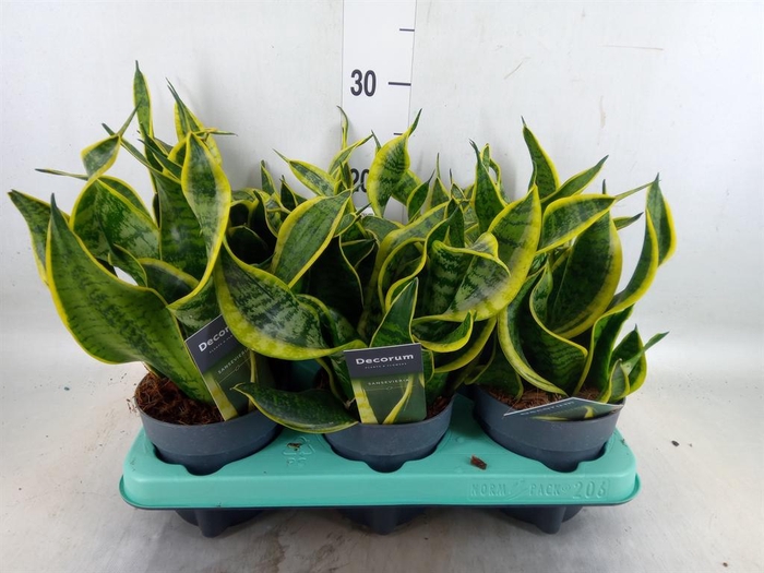<h4>Sansevieria trifa.   ...</h4>