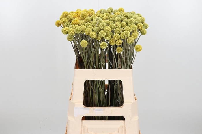 <h4>Craspedia - Md</h4>