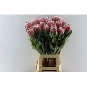 PROTEA PENNY PINK
