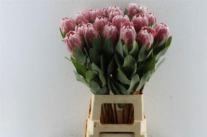 <h4>PROTEA PENNY PINK</h4>
