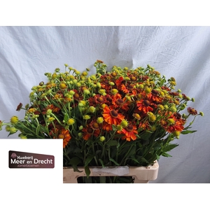 Helenium Autumn Flirt Meer En Drecht