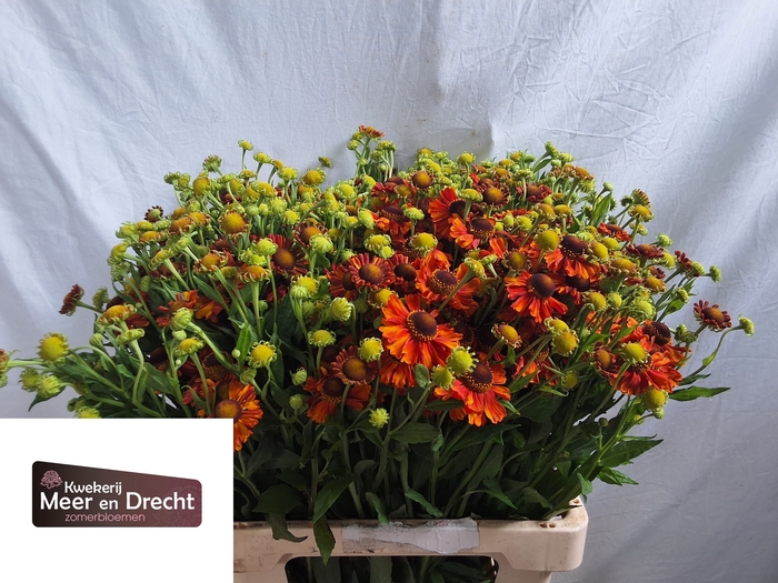 <h4>Helenium Autumn Flirt Meer En Drecht</h4>