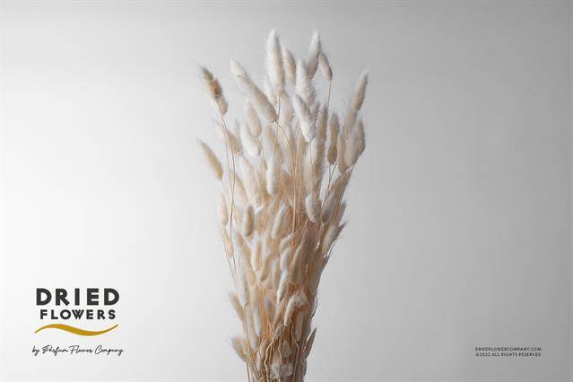 <h4>DRIED BLEACHED LAGURUS 100GR PB*</h4>