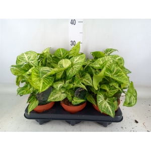 Syngonium  'Arrow'